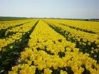 Field near Hoorn where I live.webp