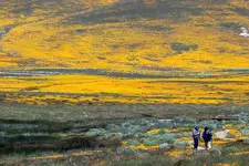 Poppies in back of our ranch.webp