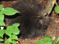 porcupine small.jpg