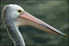 pelican bill.webp