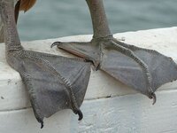 pelican webbed feet.jpg