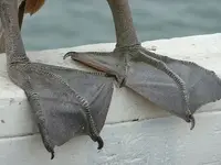 pelican webbed feet.webp