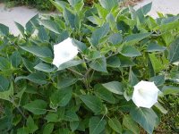 bush_moonflower[1].jpg