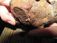 Possible petrified wood close up Macro Pic.jpg