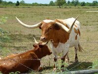 TexasLonghorn608KRudine.jpg