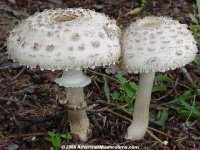 Macrolepiota_rachodes_01.jpg