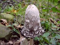 Coprinus_comatus_01.jpg