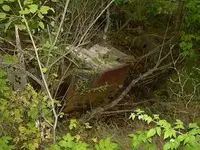 stove in cellar hole 12.webp