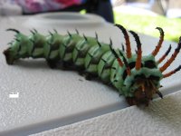 hickory horned devil.jpg