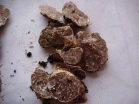 Tuber gibbosum3.JPG