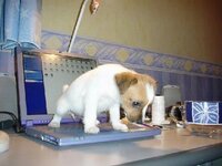 puppy pees on computer.jpg