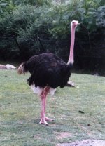 ostrich1.jpg