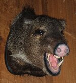 javalina-headmount_resize.jpg