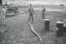 Python Big Cypress airboat country designated camp 2009.webp