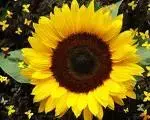 sunflower.webp