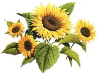 sunflower2.webp