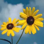 wild_native_sunflower kansas.webp