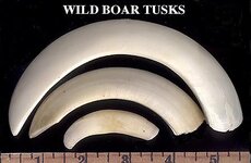 RUWB01-BoarTusk.jpg