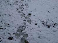 snow trail.JPG