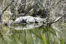 gator bear island2.webp