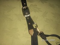 horse halter hamilton.JPG