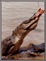 gator2.gif