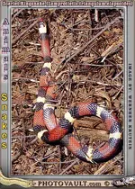 scarletkingsnake.webp