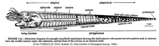 Orthocone Diagram.jpg