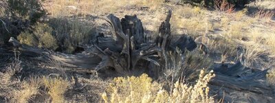 IMG_7707stump1.jpg