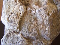 sponge fossils006.jpg