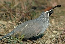 Desert-quail-14017[1].jpg