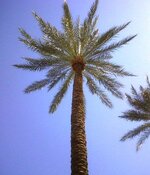 Las Vegas Palm.jpg