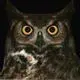 owl.webp