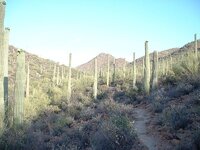 800px-Saguaro_Forest_-_Tucson_Arizona_-_Relic38.jpg