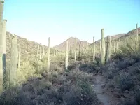 800px-Saguaro_Forest_-_Tucson_Arizona_-_Relic38.webp