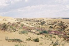 Cbnorthalgodonesdunes2_100108.jpg