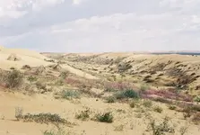 Cbnorthalgodonesdunes2_100108.webp