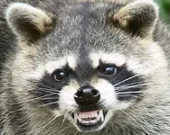 raccoon.webp