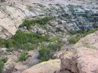 tortilla, checking the canyon.webp