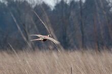 220px-Pheasant_3858 wiki pic.jpg