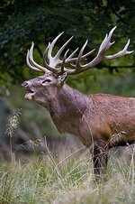 Red Deer Stag Picture.jpg