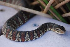 Banded_Water_Snake(Nerodia_fasciata_fasciata)2609[2].jpg