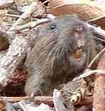 Gopher - Pocket Gopher - Thomomys Bottae (212x224).jpg