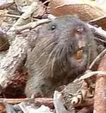 Gopher - Pocket Gopher - Thomomys Bottae (212x224).webp