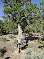 Reaper or Knight and Choping Block Chared Figure-left; Headstone on ground .jpg