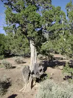 Reaper or Knight and Choping Block Chared Figure-left; Headstone on ground .webp