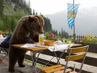 BeerDrinkingBear-01.webp