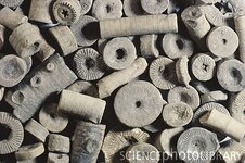 C0093863-Crinoid_Fossil_Pieces-SPL.jpg