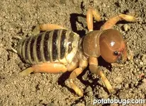 potatobug_03.webp