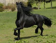 friesian-horse-in-galop-michael-mogensen.jpg